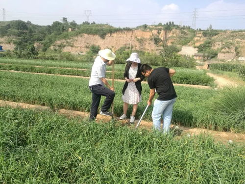 耀州區整區環境評價護航無公害農產品基地建設，農業園藝服務邁向新階段