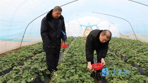 宿豫 織密農產品質量安全防護網，筑牢農業園藝服務根基