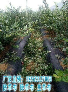 園藝與農業領域防草布應用指南 果園林業除草布價格、廠家及服務解析